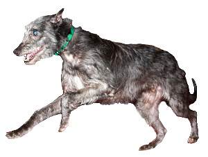 Lebrel escocés, deerhound