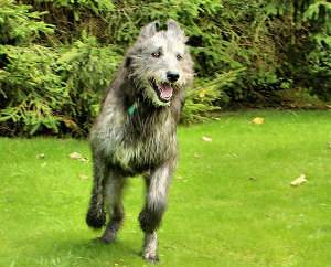 Lebrel irlandés, lobero irlandés, Irish Wolfhound