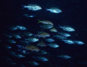 Migración de los peces, diferentes tipos que condicionan su comportamiento