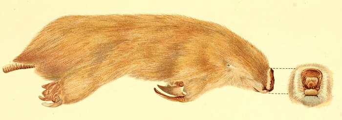 Notoryctes typhlops – Topo marsupial australiano