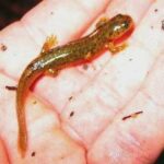 Rhyacotriton variegatus, salamandra torrente sur