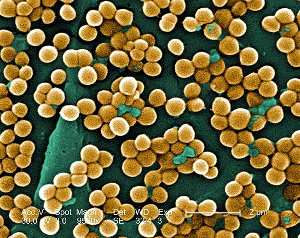 Staphylococcus: bacterias grampositivas que causan enfermedades