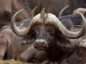 Búfalo africano, Syncerus caffer