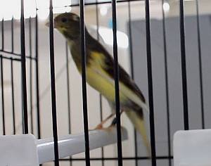 Conoce al canario hosso japonés – una fantástica ave de postura