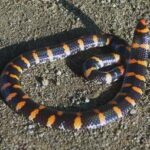 Cylindrophis ruffus
