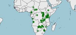 Distribución del Búfalo africano, Syncerus caffer