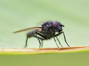 Eliminar moscas