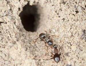 Hormigas, Formicidae, fórmidos