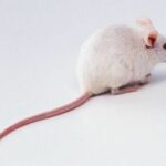 Ratones mascotas
