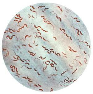 Vibrionaceae