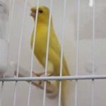 Vídeo del canario moña alemana