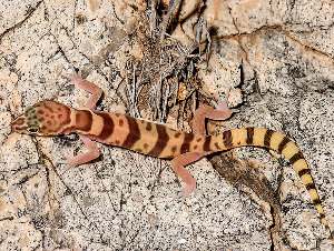Coleonyx variegatus, gecko bandeado occidental