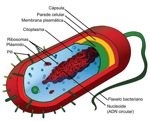 Estructura de las bacterias, partes