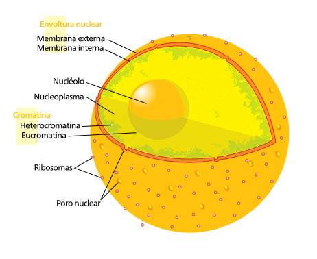 Orgánulos celulares no membranosos: Parte II - Estructuras celulars