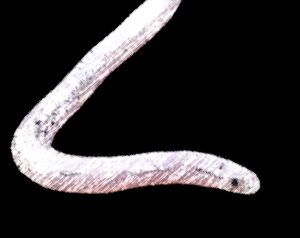 Anilios australis, serpiente ciega del sur