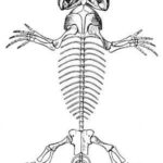 Esqueleto de los reptiles