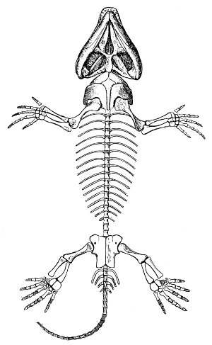Esqueleto de los reptiles, características generales