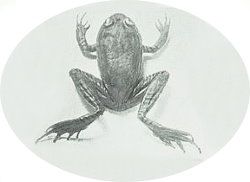 Myobatrachidae
