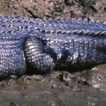Reptiles más grandes del mundo