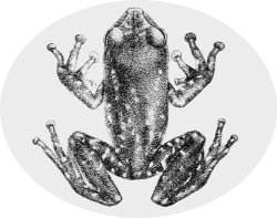 Rhacophoridae, racofóridos