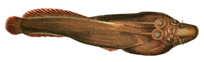 Chafarrocas, Lepadogaster lepadogaster