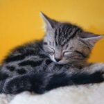 Cómo hacer dormir a un gato