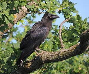 Cuervo grande, Corvus corax