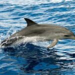 Delfín moteado, Stenella frontalis