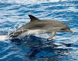 Delfín moteado, Stenella frontalis