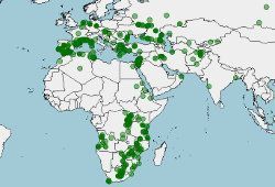 Distribución del abejaruco común o europeo, Merops apiaster
