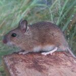 Ratón de campo, Apodemus sylvaticus
