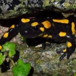 Diferencias entre salamandras y tritones