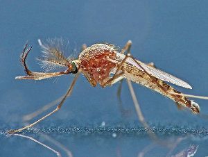 Mosquito, Culex pipiens