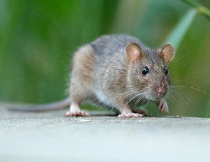 Rata de alcantarilla, rata parda, rata común, Rattus norvegicus