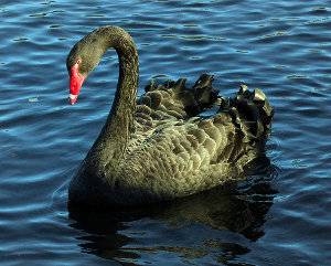 Cisne negro, Cygnus atratus