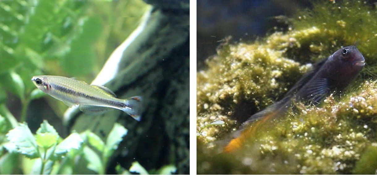 Diferencias entre peces de agua dulce y salada
