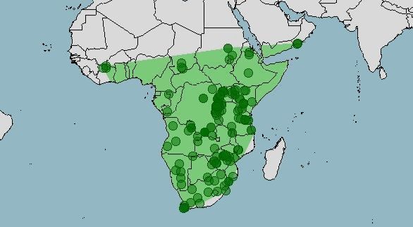 Distribución del búho africano