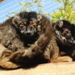 lemur-pardo-eulemur-fulvus