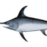 peces-peligro-extincion-xiphias-gladius﻿