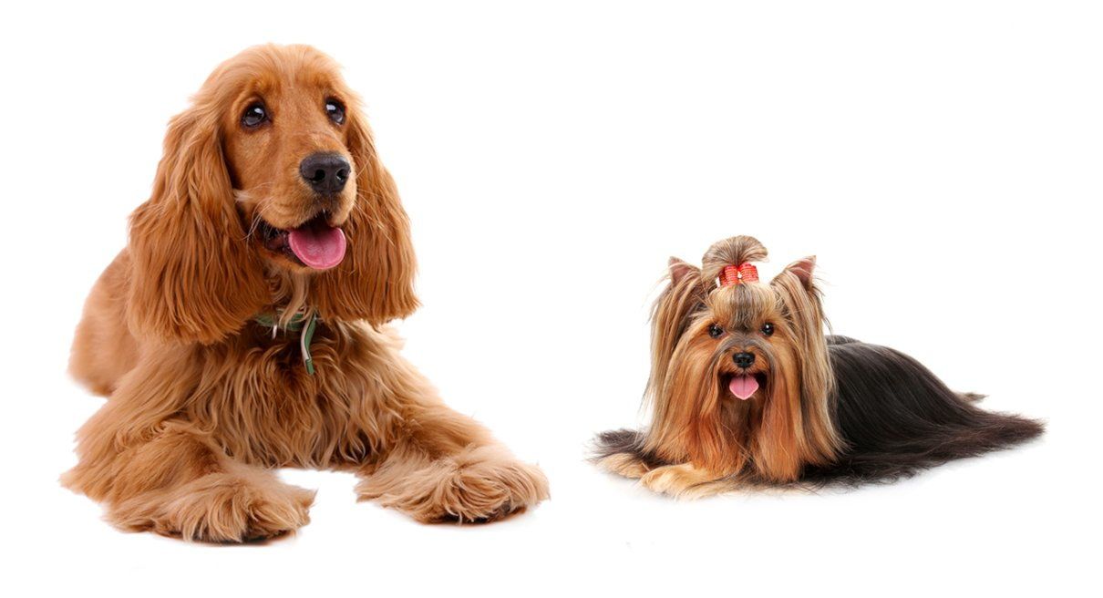 Sistema respiratorio en perros: estructura, funciones y signos de enfermedad