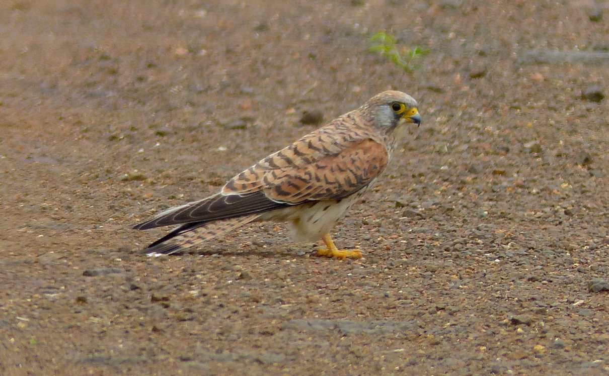 Cernícalo primilla, Falco naumanni