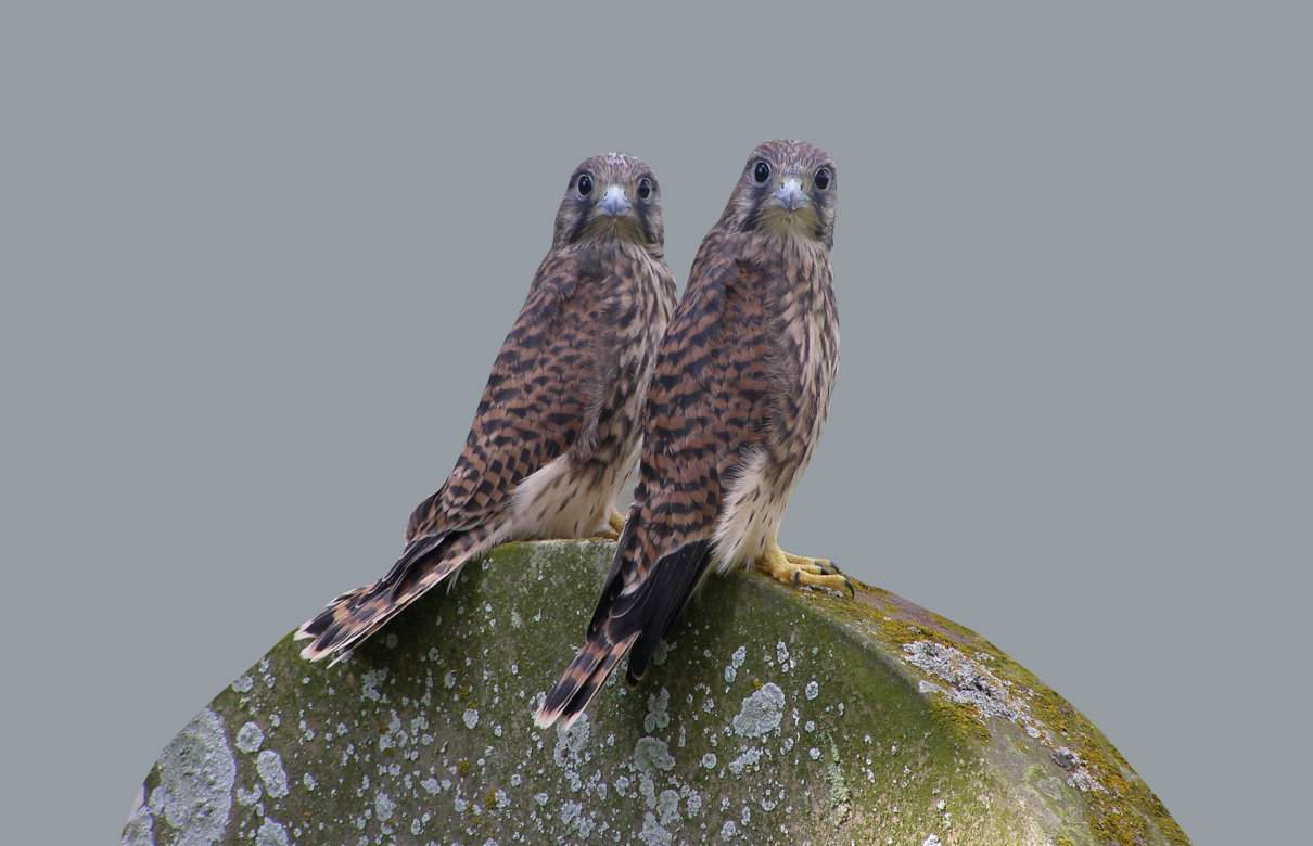 Cernícalo vulgar, Falco tinnunculus