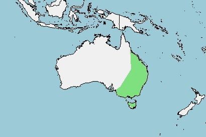 Distribución del Wallaby o ualabí de cuello rojo