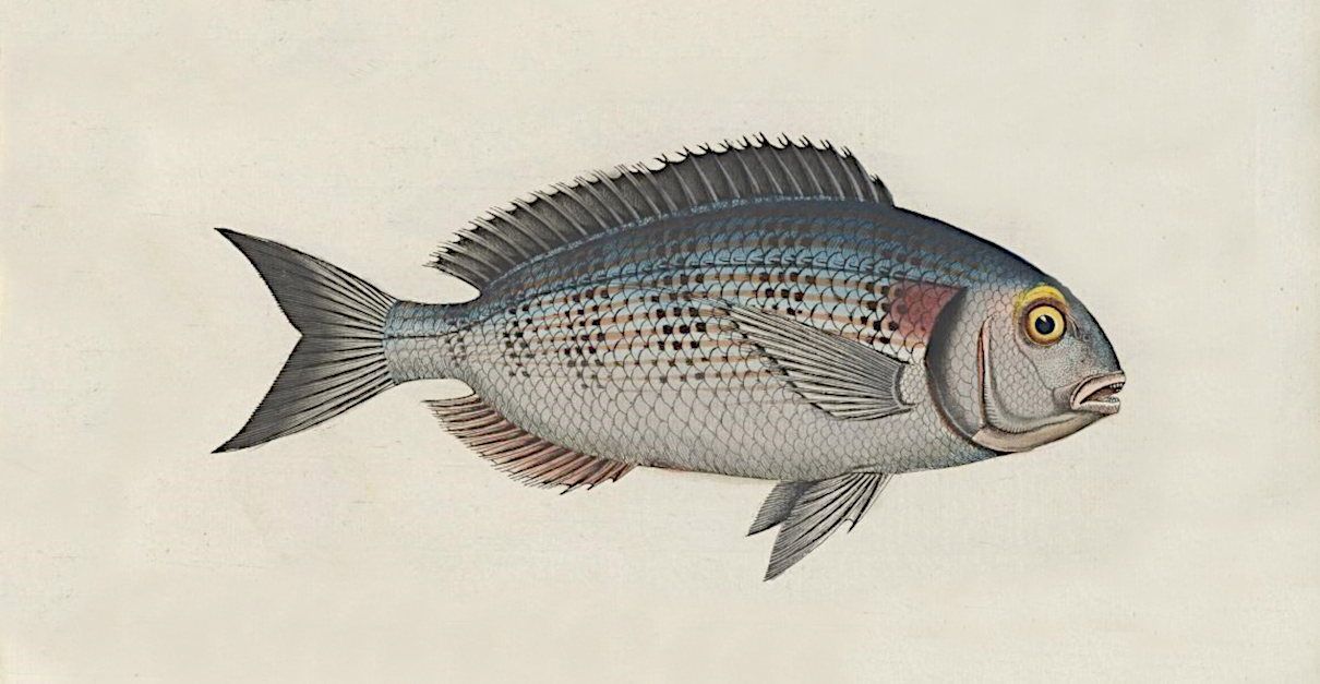 Dorada (Sparus aurata), un pez común del Mediterráneo