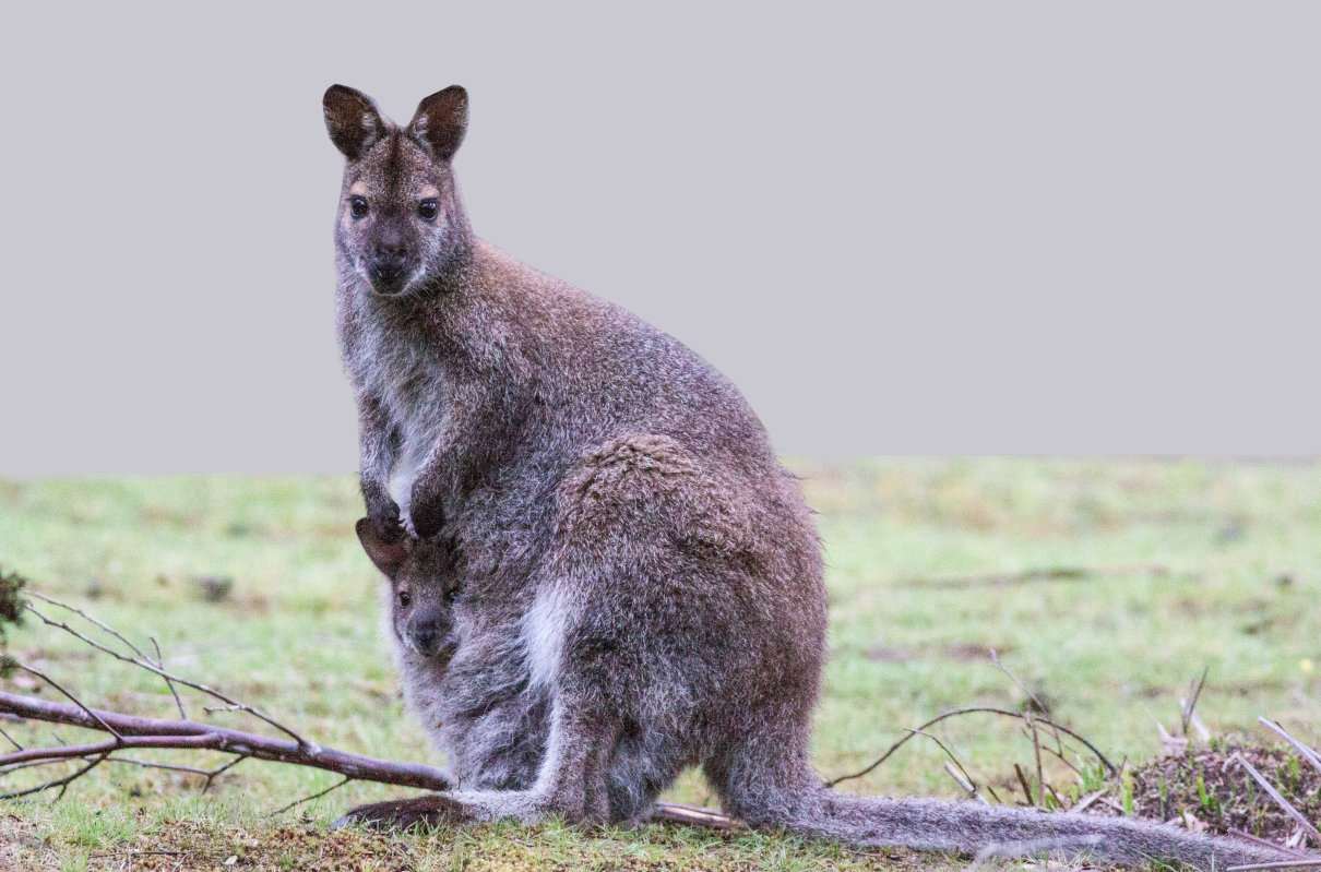 Ualabí de cuello rojo (wallaby) – Macropus rufogriseus