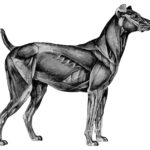 sistema-muscular-del-perro