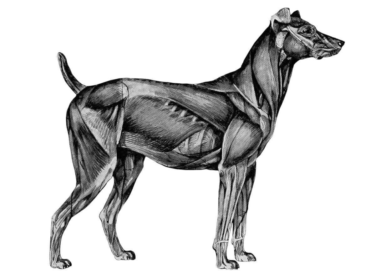 Sistema muscular del perro: clasificación y relaciones anatómicas