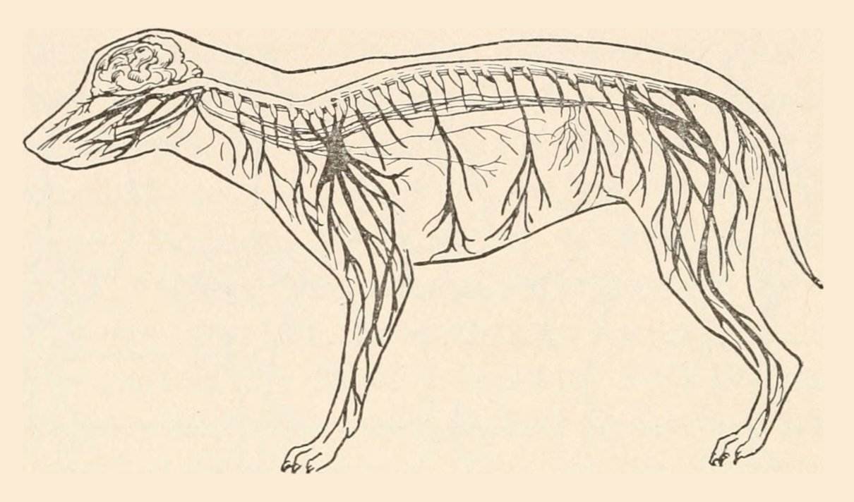 Sistema nervioso del perro: estructuras y vías de conducción