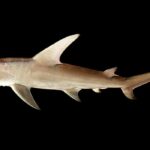 tiburon-martillo-gigante-sphyrna-mokarran
