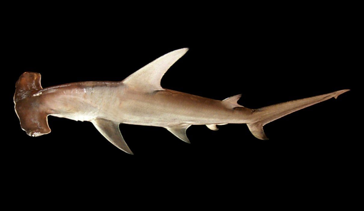 Tiburón martillo gigante, Sphyrna mokarran